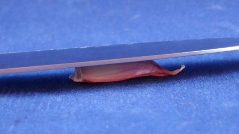 Knoblauch leicht schälen: Einfach das Messer (flach!) auf den Knoblauch legen und einmal mit der Hand draufhauen; die Schale lässt sich dann fast wie von selbst abziehen. Ein Knoblauchzehe liegt unter einem Messer, während es geschält wird, auf einer blauen Oberfläche.