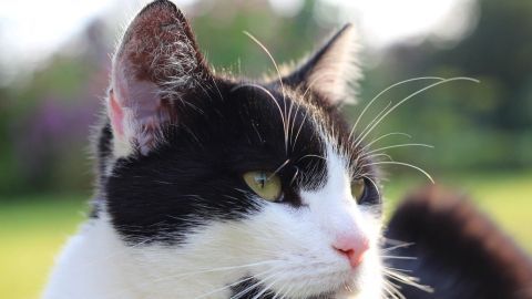 Eine schwarz-weiße Katze sitzt ruhig im Freien und schaut aufmerksam in die Umgebung, während der Hintergrund grün ist.