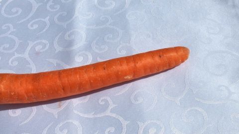Eine Karotte liegt auf einem hellen Tuch in der Sonne und zeigt ihre leuchtend orange Farbe, bereit für den Einsatz.