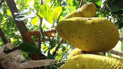 Eine reife Jackfruit hängt an einem Baum und ist von grünen Blättern umgeben, während sie im Sonnenlicht leuchtet.