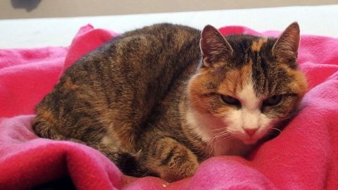 Eine Katze liegt gemütlich auf einer rosa Decke, entspannt und ruhig, während sie sich vor Flohbefall schützt.