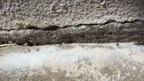 Kellerasseln sind in einem Riss an einer grauen Wand sichtbar, umgeben von einer weißen Schicht Backpulver zur Bekämpfung.