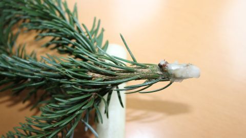 Eine frische Tanne mit grünen Nadeln wird auf einen stabilen Untergrund gelegt, um ihre Frische zu bewahren.