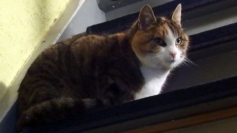 Katze im Treppenhaus: Wie man mit Hausmitteln Katzenflöhe effektiv bekämpft und sie vom Lieblingsplatz fernhält. Entdecke im Artikel Tipps zum Flohschutz für Deine Samtpfote, um Ruhe und Wohlbefinden zu bewahren. Eine Katze sitzt ruhig auf einer Treppe, flankiert von einer gelben Wand.