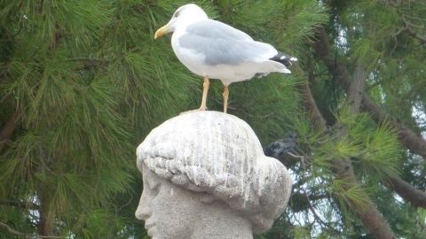 Vögel von Obstbäumen mit ausgediente alte CDs fernhalten. Eine Statue einer Frau mit einem Vogel auf dem Kopf steht zwischen hohen, grünen Bäumen. Der Vogel wirkt ungestört.