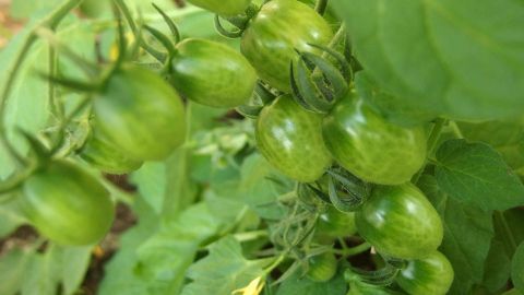 Grüne Tomaten wachsen an einem dichten Pflanzenstängel im Garten, umgeben von grünen Blättern und Strukturen.