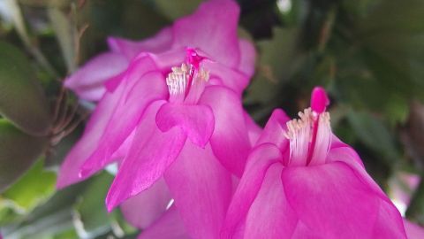 Zwei leuchtend pinke Blüten stehen in voller Blüte und sind umgeben von grünen Blättern. Sie wirken frisch und lebendig.