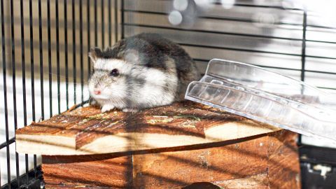 Ein Hamster benötigt nicht nur genügend Auslauf, sondern neben dem Schlaf,- und Futterplatz auch noch einen Spielplatz zum Spielen. Hierfür eignet sich ein Sandbad oder eine Hängematte. Ein Hamster sitzt auf einem Holzbrett in seinem Käfig und erkundet die Umgebung mit neugierigem Blick.