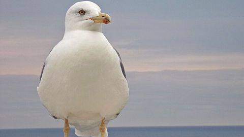 Eine Möwe steht auf einer Mauer und blickt auf das ruhige Meer unter einem bewölkten Himmel. Vogel-Scheibenschutz könnte hier relevant sein.