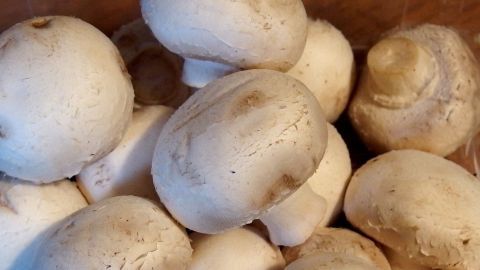 Frische Champignons liegen in einer Schüssel und warten darauf, zum Kochen verwendet zu werden, perfekt für einfache Gerichte.