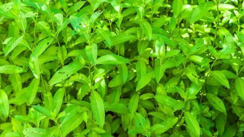 Gegen Zecken und Flöhe bei Haustieren hilft Pfefferminze Grüne Pfefferminzblätter wachsen üppig in einem Garten und bieten eine natürliche Abwehr gegen Zecken und Flöhe.