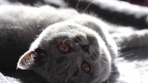 Eine graue Katze liegt entspannt auf einem hellen, weichen Untergrund und genießt das Sonnenlicht auf ihrem Fell.