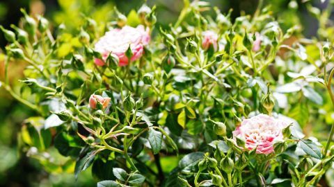 Blühende Rosenpflanzen zeigen gesunde Blätter und Blüten. Unscheinbare Trauerfliegen umschwirren die Pflanzen.