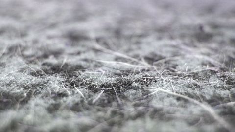 Nach dem Saugen sind immer noch Hundehaare auf dem Teppich? Mit einem Schrubber lassen sich alle Haare mühelos entfernen. Hundehaare liegen auf einem Teppich, der mit feinen, grauen Fasern bedeckt ist, und warten darauf, entfernt zu werden.