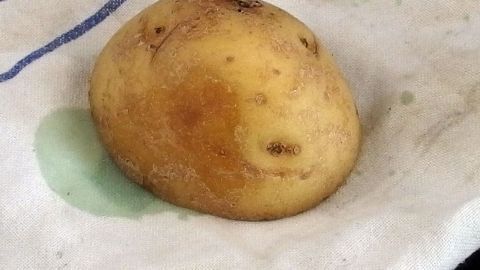 Die Stärke von Kartoffeln löst Grasflecken aus Kleidung. Eine Kartoffel liegt auf einem Tuch, umgeben von Grasflecken, bereit zum Entfernen der Flecken.