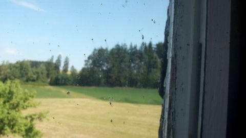 Ein Fenster mit verschmutztem Glas, durch das eine grüne Wiese und Bäume im Hintergrund sichtbar sind, wartet auf Reinigung.