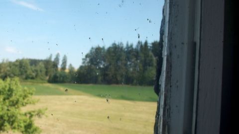 Fensterputzen mit kaltem Wasser und Ammoniak