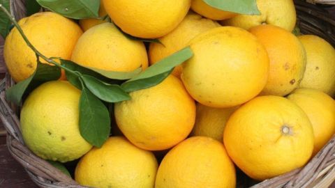 Körbe mit frischen, saftigen Orangen, die in einem natürlichen Umfeld liegen und auf eine fruchtige Weinherstellung hinweisen.
