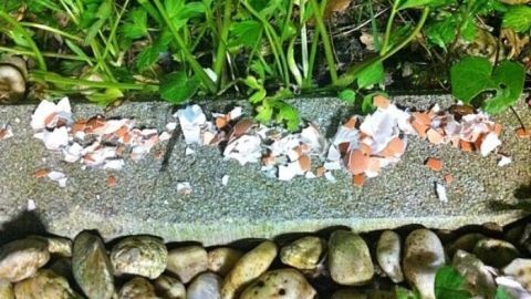 Eierschalen liegen zerbröselt auf einem schmalen Betonsockel, umgeben von grünen Pflanzen und kleinen Steinen.