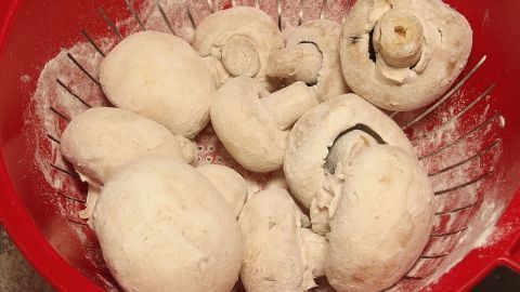 Noch einfacheres Putzen von Pilzen mithilfe von Mehl. Frische, geputzte Pilze liegen in einem roten Sieb, bereit zum Kochen. Die Oberfläche der Pilze wirkt sauber und schimmernd.