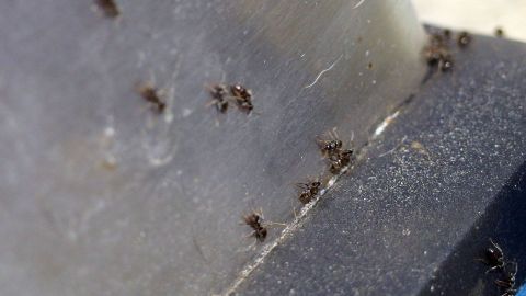 Kleine Ameisen bewegen sich entlang einer Oberfläche in einem Wohnraum, was auf einen Befall in der Wohnung hinweist.