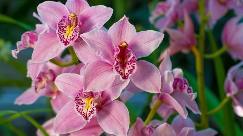 Orchideen blühen in intensivem Pink vor einem grünen Hintergrund, zeigen ihre auffälligen Muster und Formen.