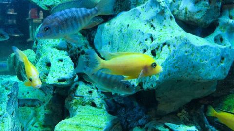 Im Aquarium schwimmen farbige Fische zwischen Steinen, umgeben von Wasser, was die Reinigung der Aquariumscheiben wichtig macht.