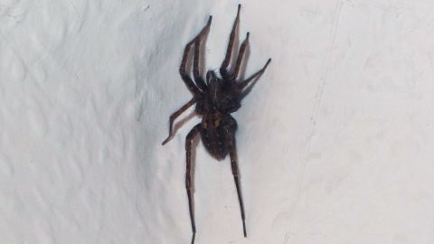 Eine schwarze Spinne krabbelt an einer hellen Wand, während der Spinnenentferner vorbereitet wird.