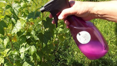 Eine Hand sprüht ein Wasser-Milch-Gemisch auf grüne Pflanzen im Freien, um Mehltau zu bekämpfen.