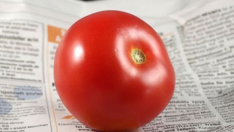 Tomaten kann man eingewickelt in Zeitungspapier nachreifen lassen. Eine reife Tomate liegt glänzend auf Zeitungspapier, das für die Nachreifung genutzt wird.