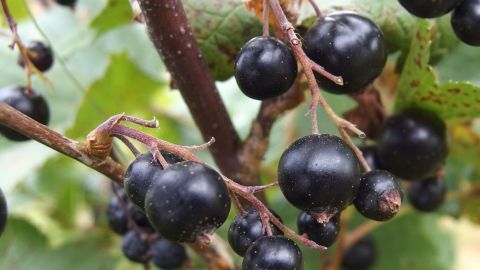 Johannesbeersaft kann gegen Blasenentzündung helfen. Reife schwarze Johannisbeeren hängen an einem grünen Zweig in einem natürlichen Gartenumfeld. Sie sind glänzend und prall.