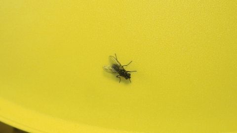 Eine Fliege sitzt auf einem gelben Behälter und bleibt reglos, während die Umgebung hell und fröhlich wirkt.