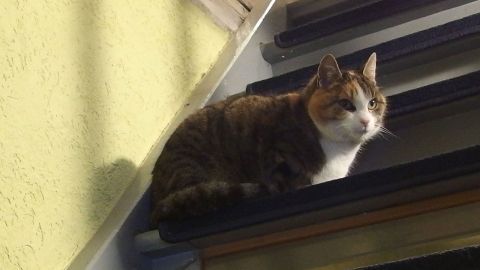 Eine Katze sitzt entspannt auf einer Treppe mit gelb gestrichenen Wänden, umgeben von Tageslicht.