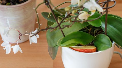 Weiße Orchideen stehen in einem Topf, umgeben von grünen Blättern und einem Apfelstück, auf einem hellen Tisch.