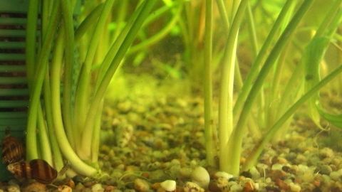 Algen im Aquarium entfernen mit einem Glaskeramikfeldschaber. Grüne Wasserpflanzen stehen auf dem Boden eines Aquariums, während sich Algenfrei im klaren Wasser abzeichnen.