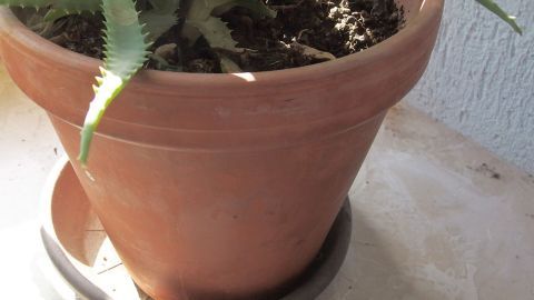 Ein terrakottagefärbter Blumentopf mit einer Pflanze steht auf einem hellen Untergrund und erhält Sonnenlicht.