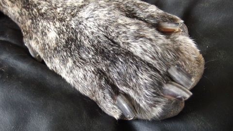 Ein grauer Hundepfotenabdruck liegt auf schwarzem Leder, was die Oberfläche sichtbar schmutzig erscheinen lässt.