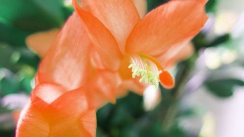 Eine orange Blüte mit feinen Staubfäden entfaltet sich in einem grünen, unscharfen Hintergrund.