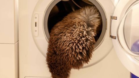 Ein Lammfell hängt teilweise aus einer Waschmaschine, die gerade das Schaffell waschen könnte.