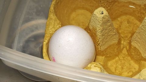 Ein weißes Ei liegt in einer gelben Schale, umgeben von einer kleinen Menge Wasser, was auf verklebte Eier hinweist.