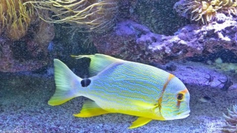 Filtermaterial für Aquariumpumpen billiger