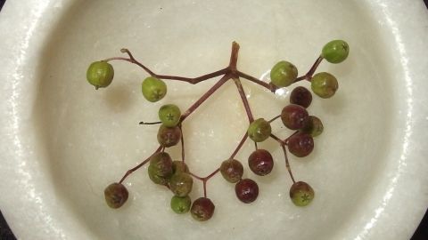 Ein grüner und roter Kapernzweig liegt auf einem weißen Teller, umgeben von einem einfachen, dunklen Untergrund.