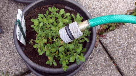 Üppige Balkonbepflanzung schneller und bequemer wässern mit einem Gartenschlauch. Eine Pflanze in einem Blumentopf wird mit einem Gartenschlauch gegossen, um den Balkongarten zu bewässern.
