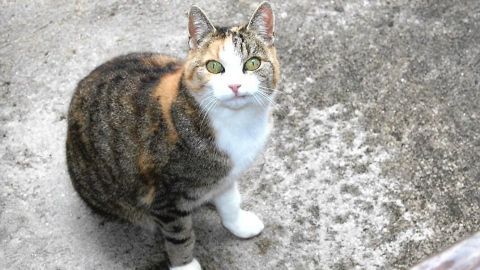 Eine Katze steht auf einem grauen Untergrund und schaut neugierig nach oben, während sie vom Sandkasten ferngehalten wird.