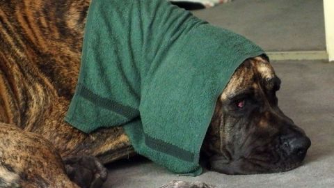 Ein großer Hund liegt entspannt auf dem Boden und hat ein grünes Handtuch über dem Kopf, um sich bei Hitze zu kühlen.