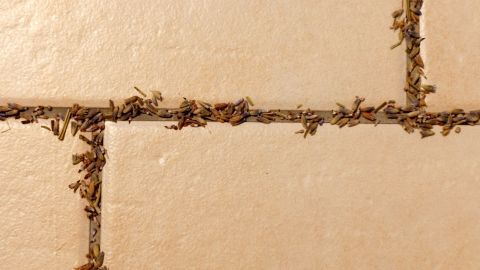 Lavendelblüten liegen in der quadratischen Fliesenfuge.