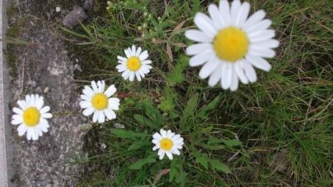 Gänseblümchen liegen im Gras, einige blühen, umgeben von einer natürlichen Umgebung, ideal für den Ersatz von Kapern.