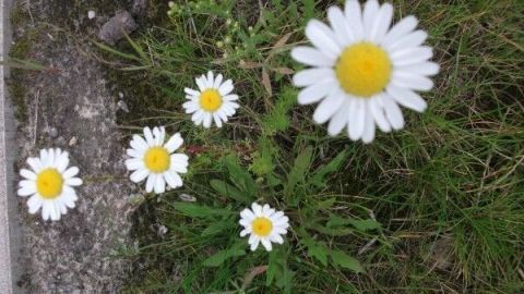 Ersatz für Kapern - Gänseblümchenkapern