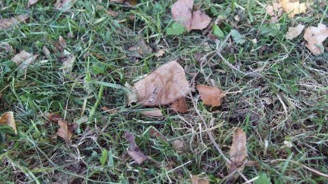 Auf dem Rasen liegen zahlreiche Laubblätter, während das Gras geschnitten wird, was eine gepflegte Gartenlandschaft schafft.