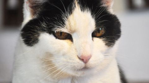 Eine schwarz-weiße Katze sitzt aufmerksam, während im Hintergrund ein Teppich sichtbar ist, der Uringeruch aufweisen könnte.